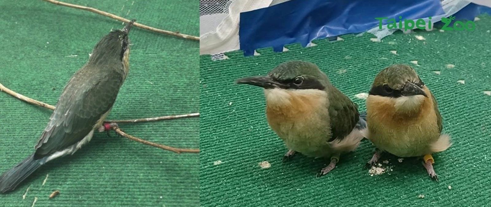 成功長大的栗喉蜂虎。圖／台北市立動物園