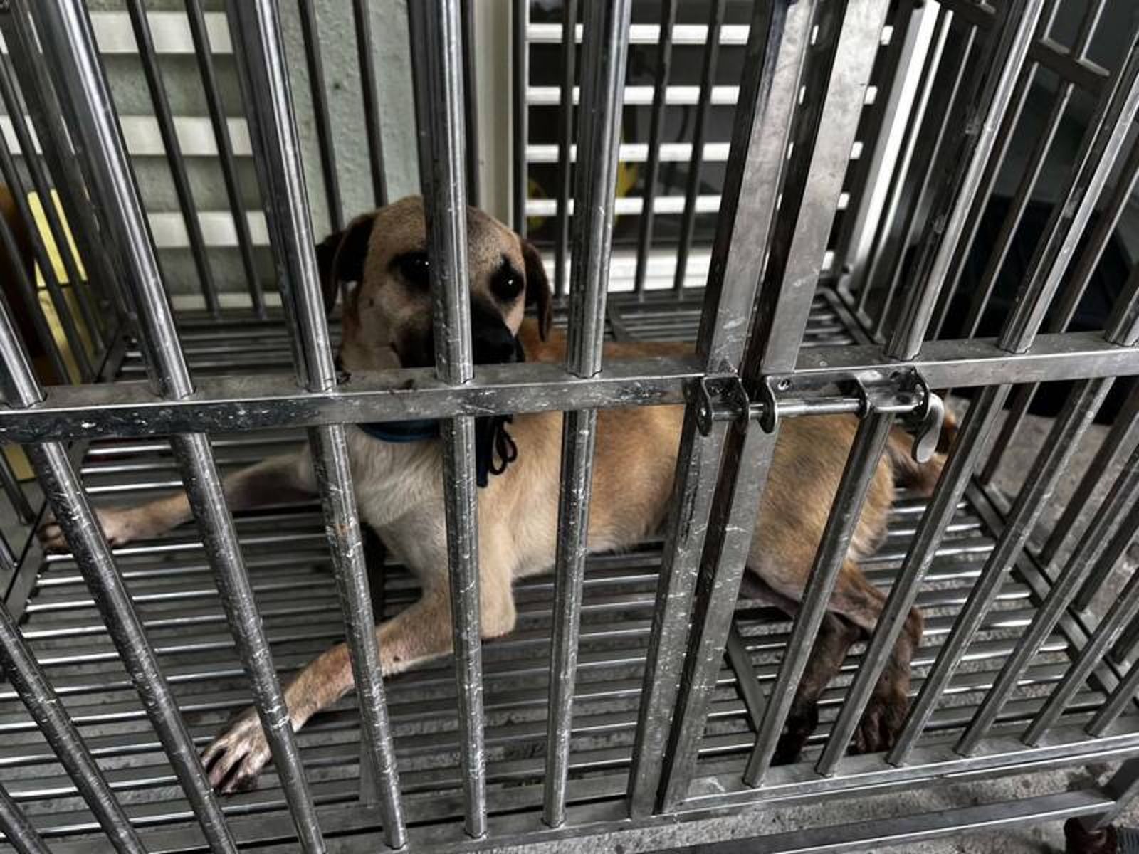 郵差遭家犬咬斷手指飼主神隱！警「袋裝斷指」送醫　居民曝曾攻擊師生