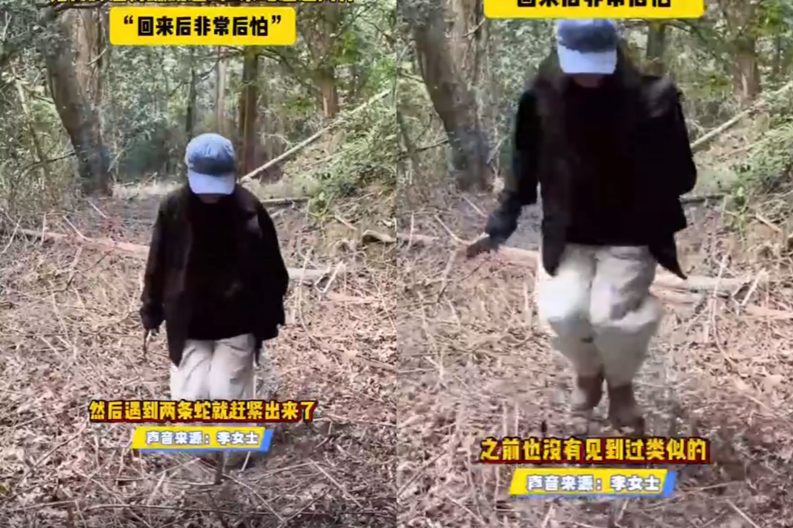 一名女子在山區一處富有彈性的落葉堆彈跳，竟是眼鏡王蛇巢穴。圖／翻攝自微博