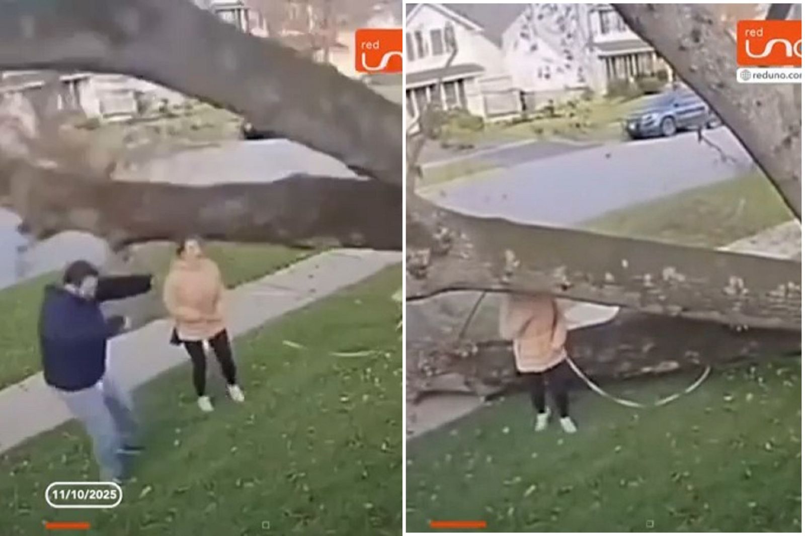 看了心臟病發！女子與狗被倒塌大樹壓下「死定了」　千分之一的幸運降臨