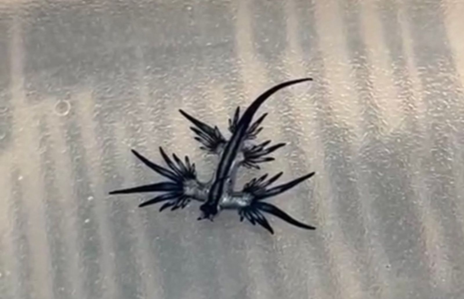 知名旅遊景點驚見「有毒藍龍」！神秘墨藍身影曝光…市府急下令：全面禁止下水