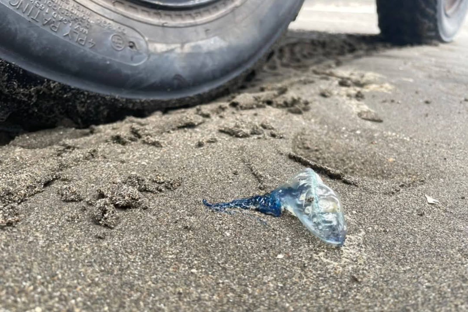 玩水小心！竹北新月沙灘見劇毒「僧帽水母」：千萬別摸