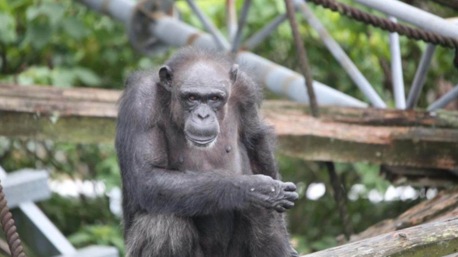 能認字、會作畫還曾越獄!「天才黑猩猩」小愛逝世 訃聞這細節感動網