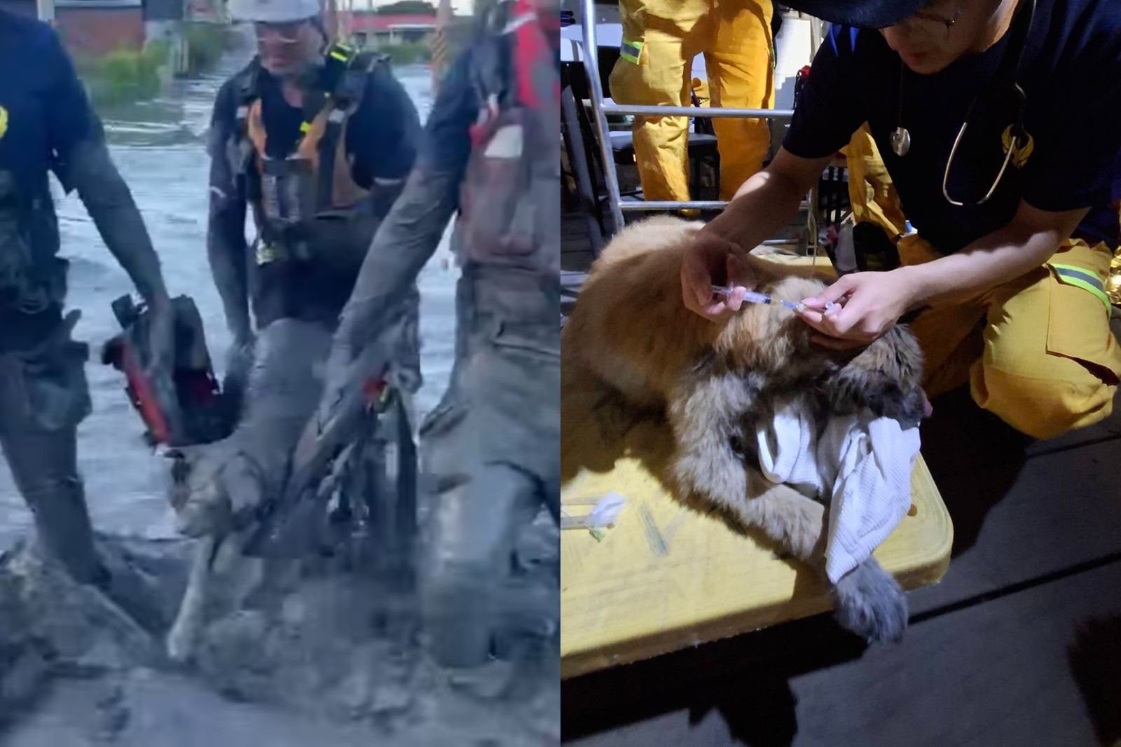 光復鄉金黃色狗卡泥濘3天「頭險遭淹」　搜救隊徒手挖40分鐘救出：牠不斷發抖　　
