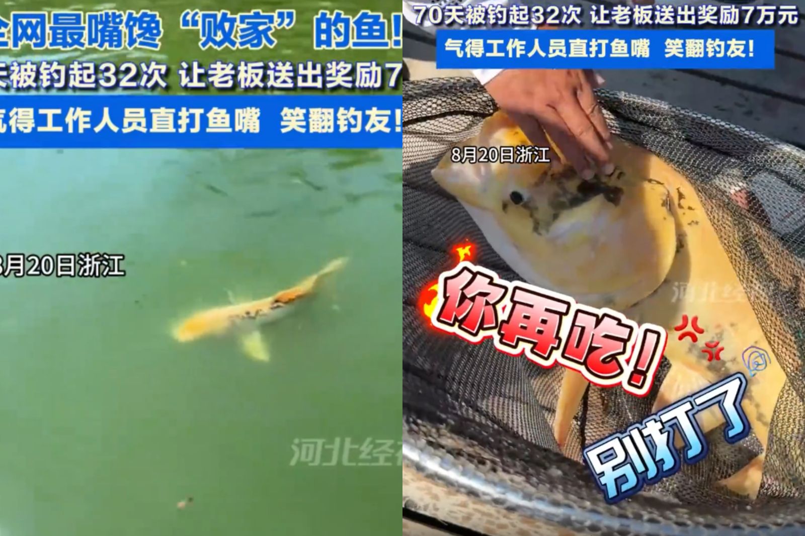 釣中就送釣竿！貪吃魚王70天內「上鉤32次」　老闆怒拍魚頭：就你敗家