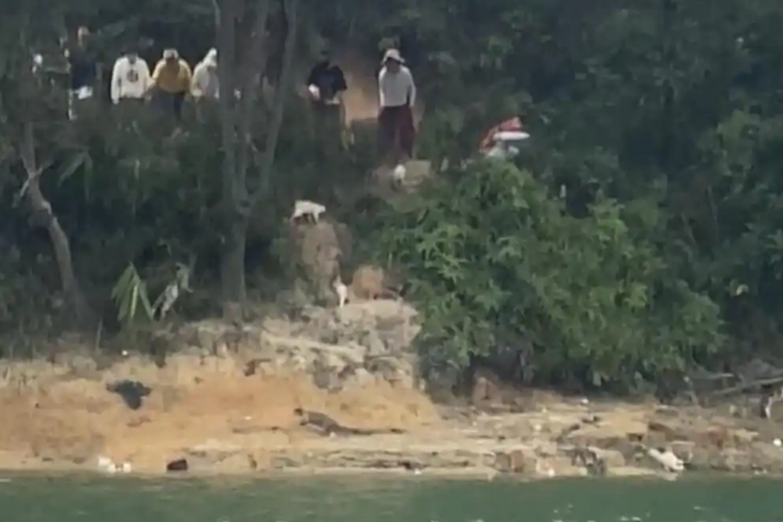 稱「救大貓每斤36元...」水庫放生邊念經　目擊者見貓浮屍：這哪是善？ 
