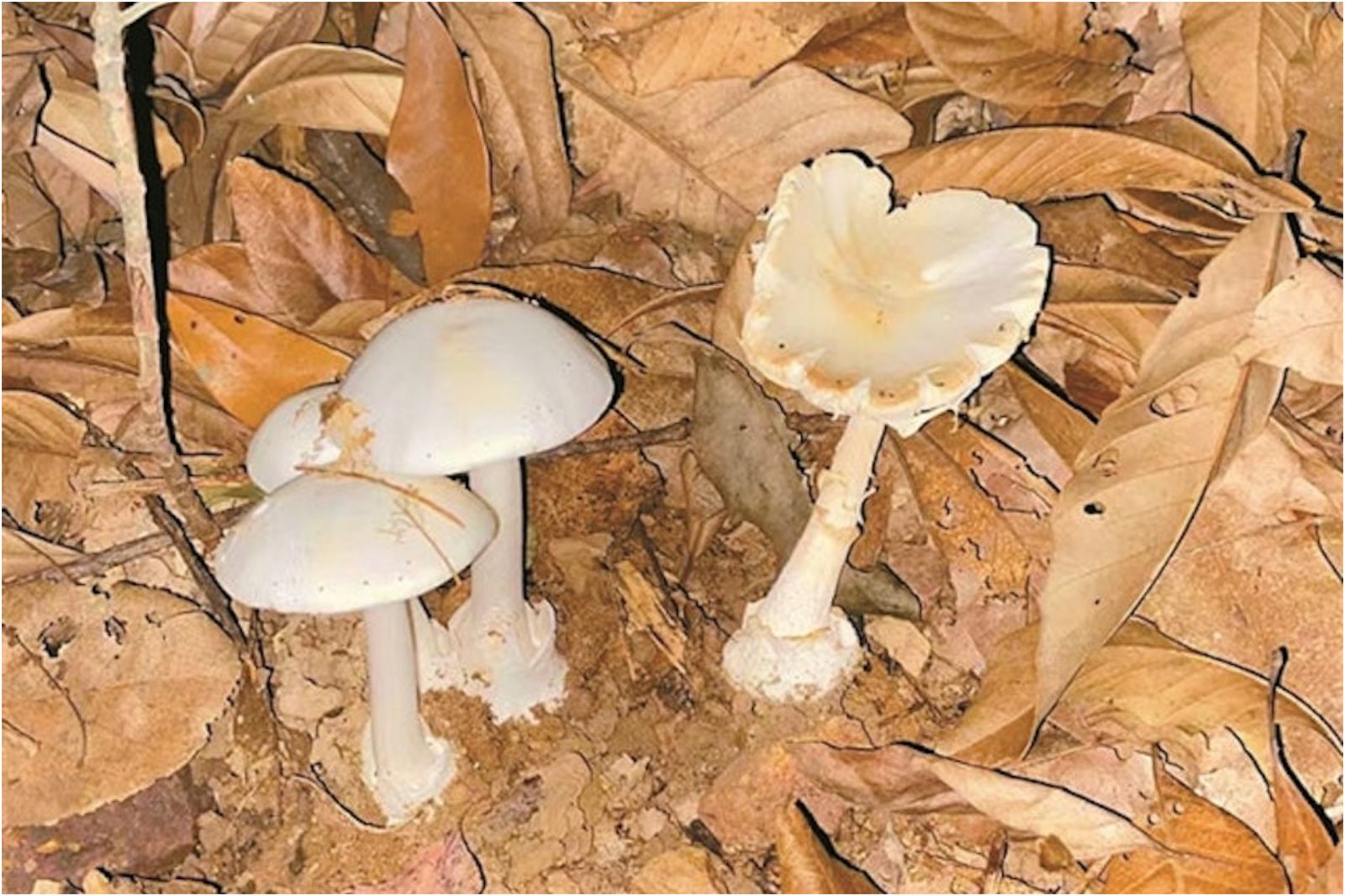 AI告知「這個有毒！」男子仍採摘白蘑菇吃　換血三次才保命