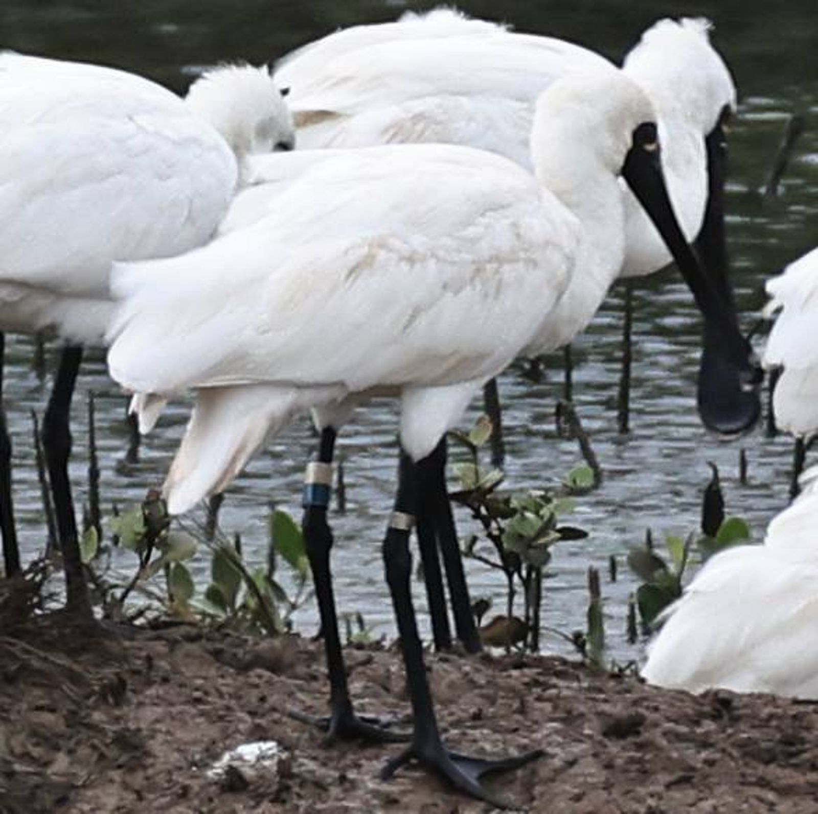 這隻繫有色環的黑面琵鷺,應該就是1999年在台南繫放的「T18」,牠的年紀已經28歲了。圖/澎湖縣野鳥學會FB