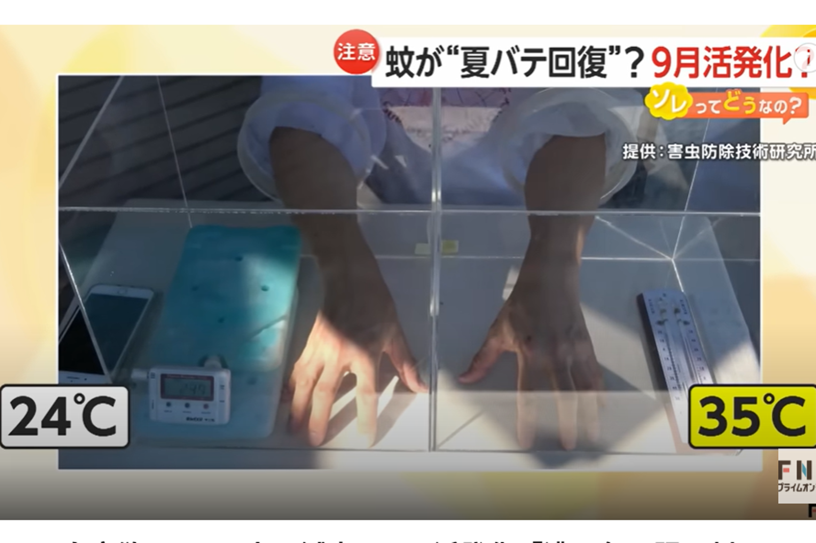 日本害蟲防治技術研究所所長白井良和將手放進24度、35度盒子進行蚊蟲叮咬實驗。圖／翻攝自YT@FNNプライムオンライン