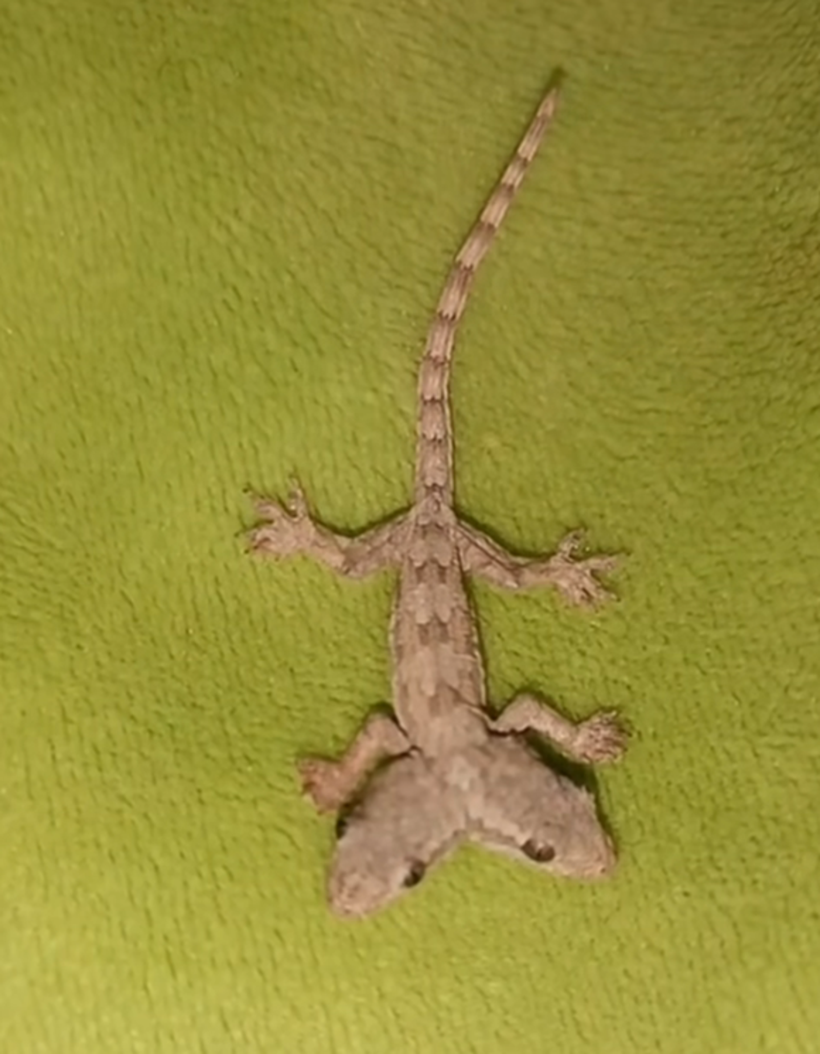 超稀有「雙頭壁虎」驚現家中，專家揭背後原理。圖／翻攝自臉書