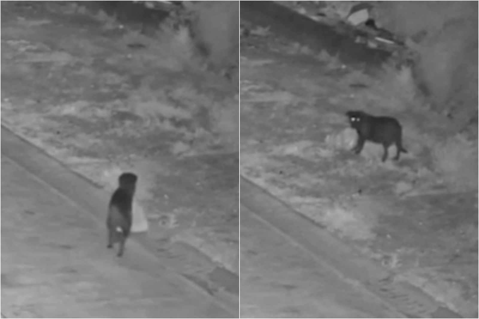 當局為了防止居民惡意丟棄垃圾加裝監視器，驚見狗狗幫主人做壞事。圖／翻攝自Comune di Catania