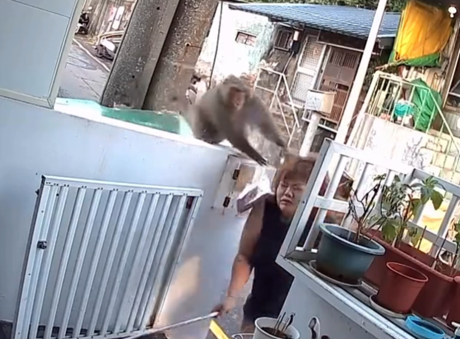 高雄母子檔獼猴闖空門！她不敢殺生慘遭「巴頭」怒了：政府要管好嗎？