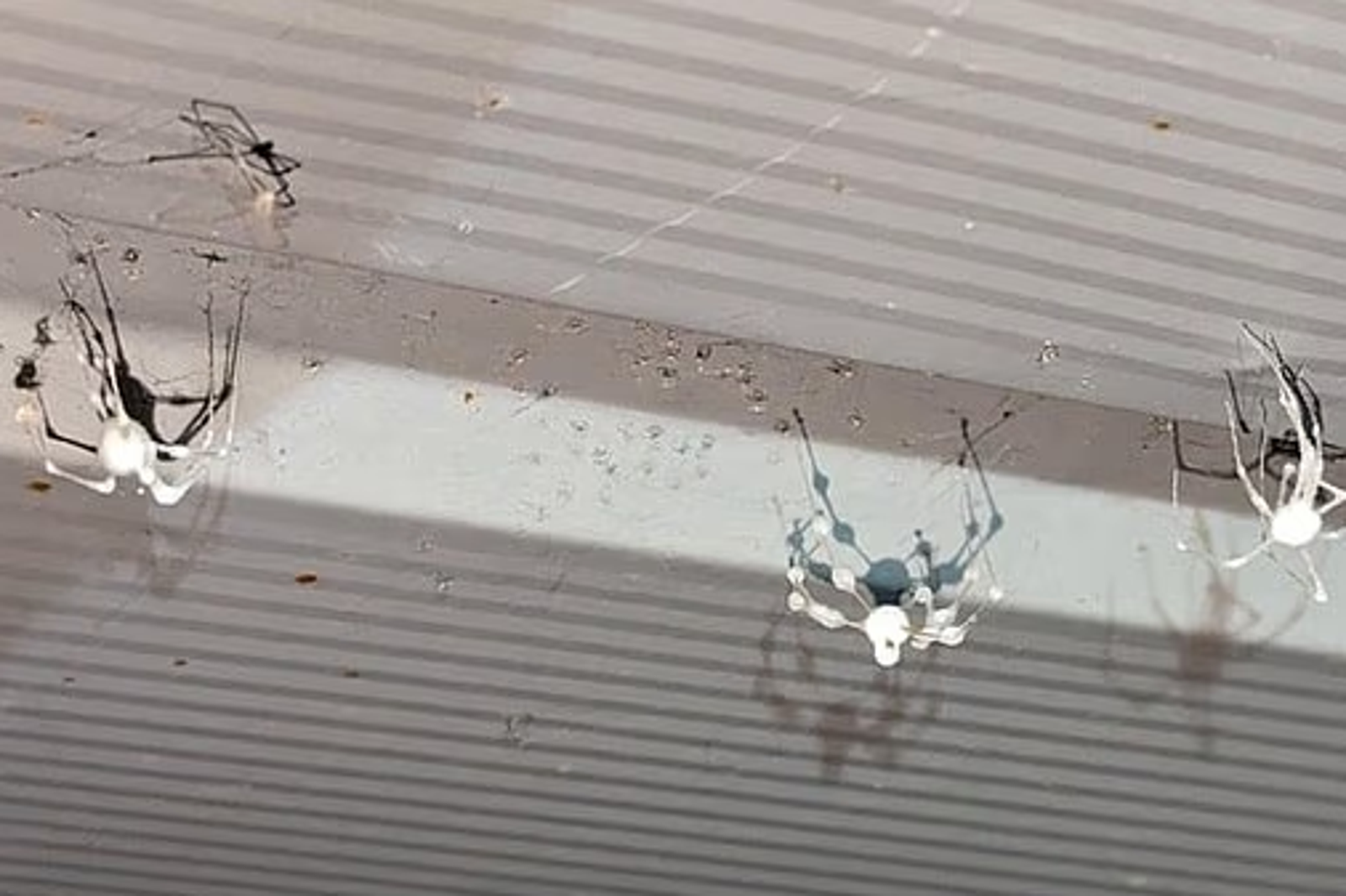 以為棉絮!蜘蛛遭真菌寄生「毒死成木乃伊」民憂感染人類 專家回應