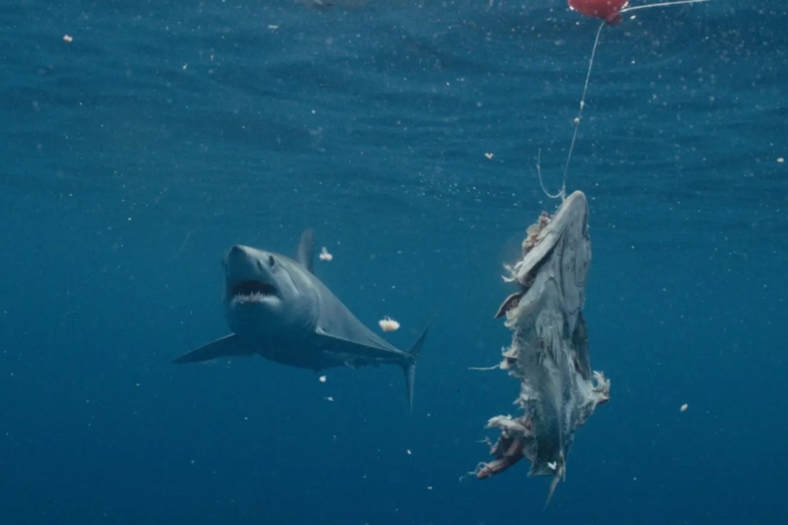 核廢料變異?大西洋驚現4.6公尺「鯊魚哥吉拉」 血盆大口狂撕座頭鯨巨肉...震撼畫面全曝光