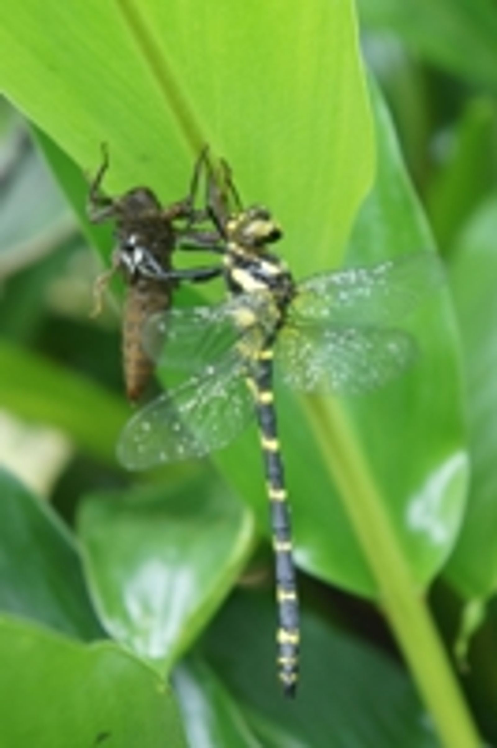 首見!淡水婦抓「全台唯一保育蜻蜓」拍照被法辦 恐遭處1年以下徒刑