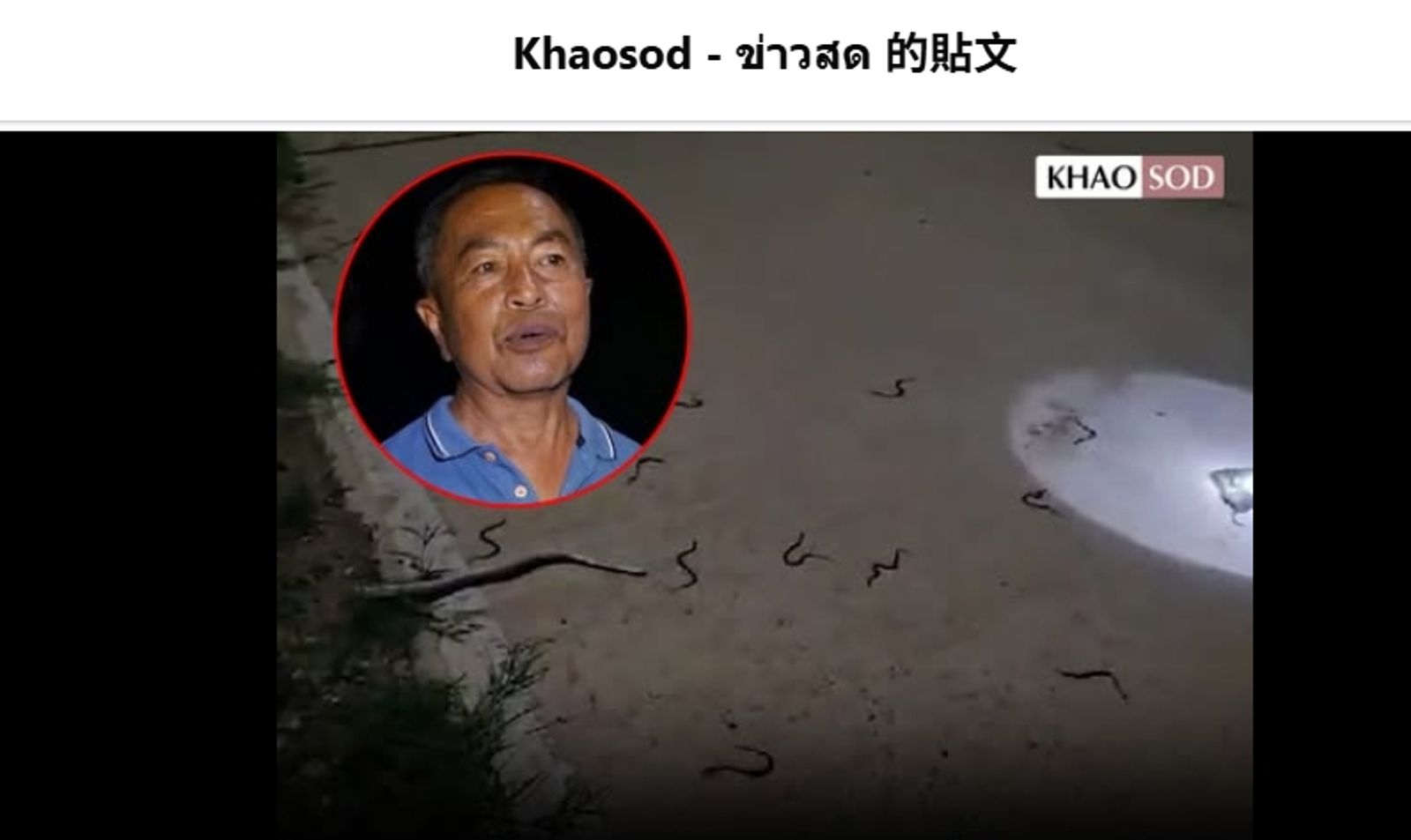 懷孕母蛇「遭車輾爆」30條幼蛇從屍體內湧出 男子見狀竟這樣做