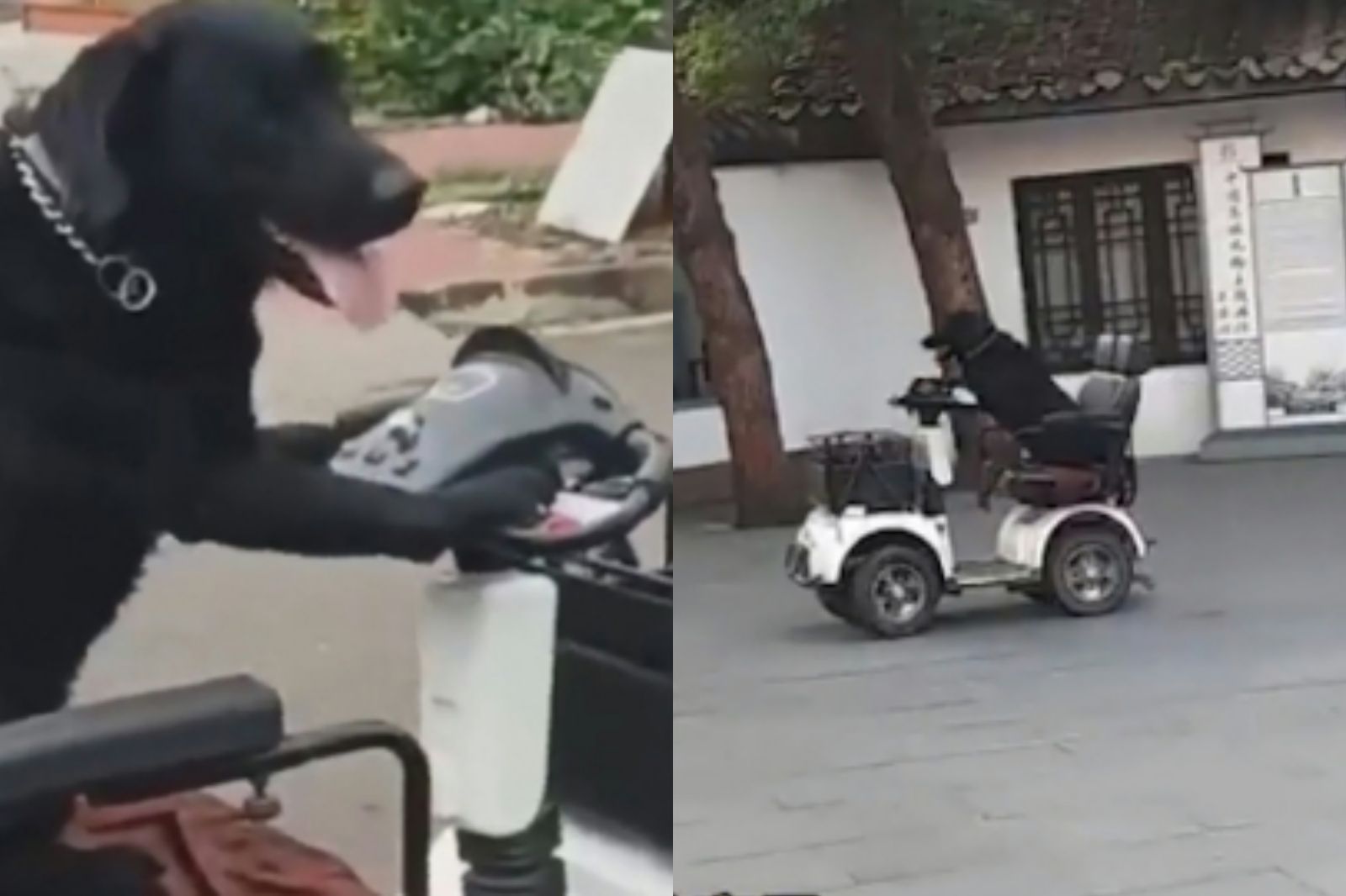 拉不拉多開車上路　飼主認已訓練1個月：牠多才多藝
