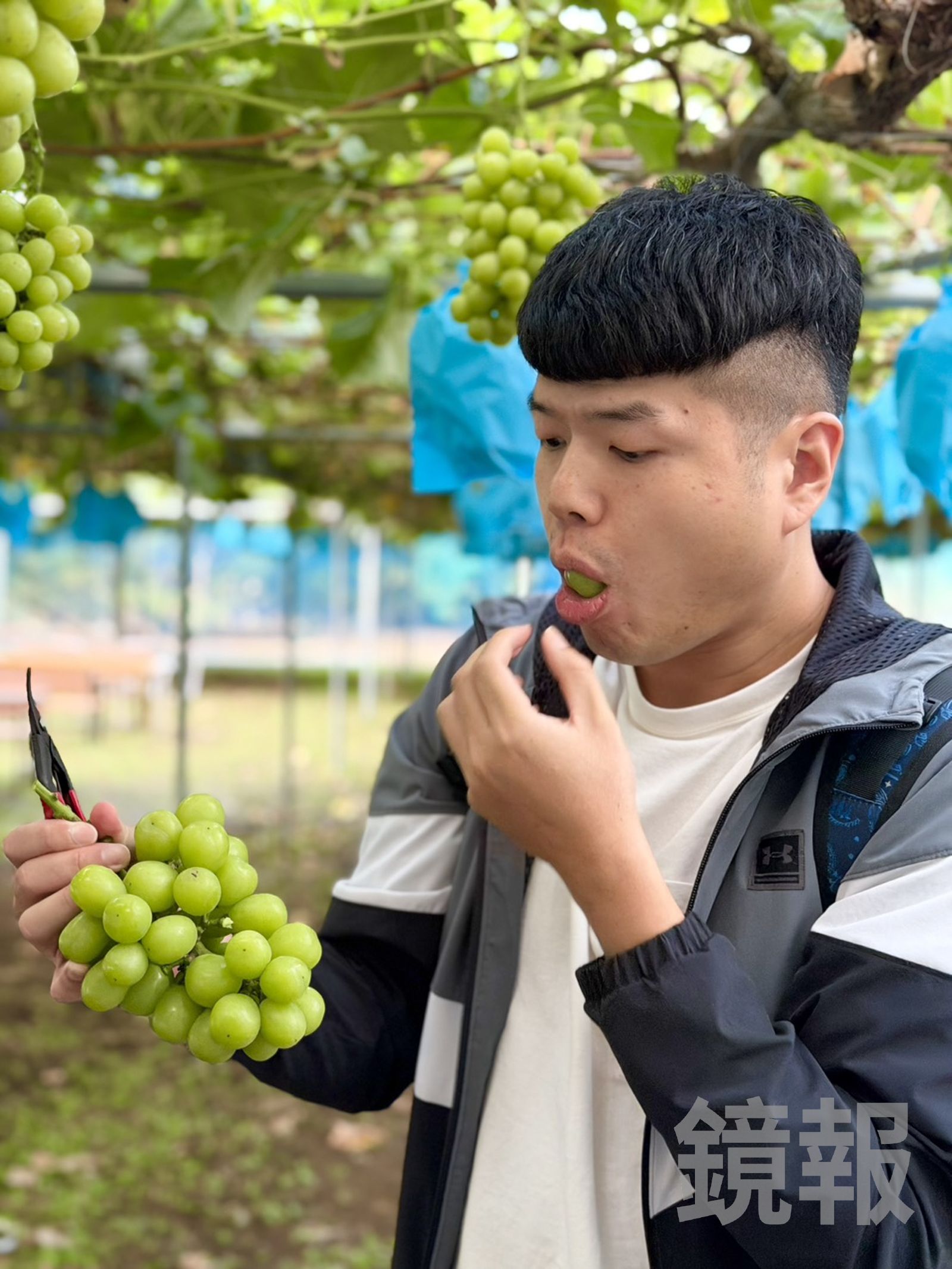 因為有套袋,採摘的麝香葡萄可以直接現吃。