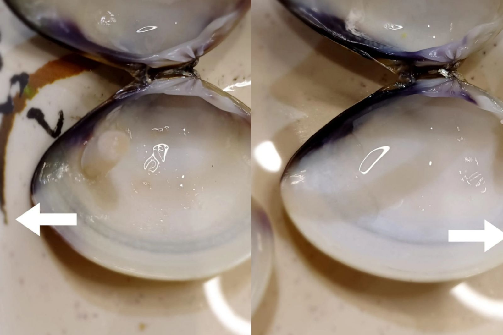 吃錯30年!1招讓蛤蜊貝柱「連根拔起」 這樣浸泡恐將塑膠微粒吃下肚