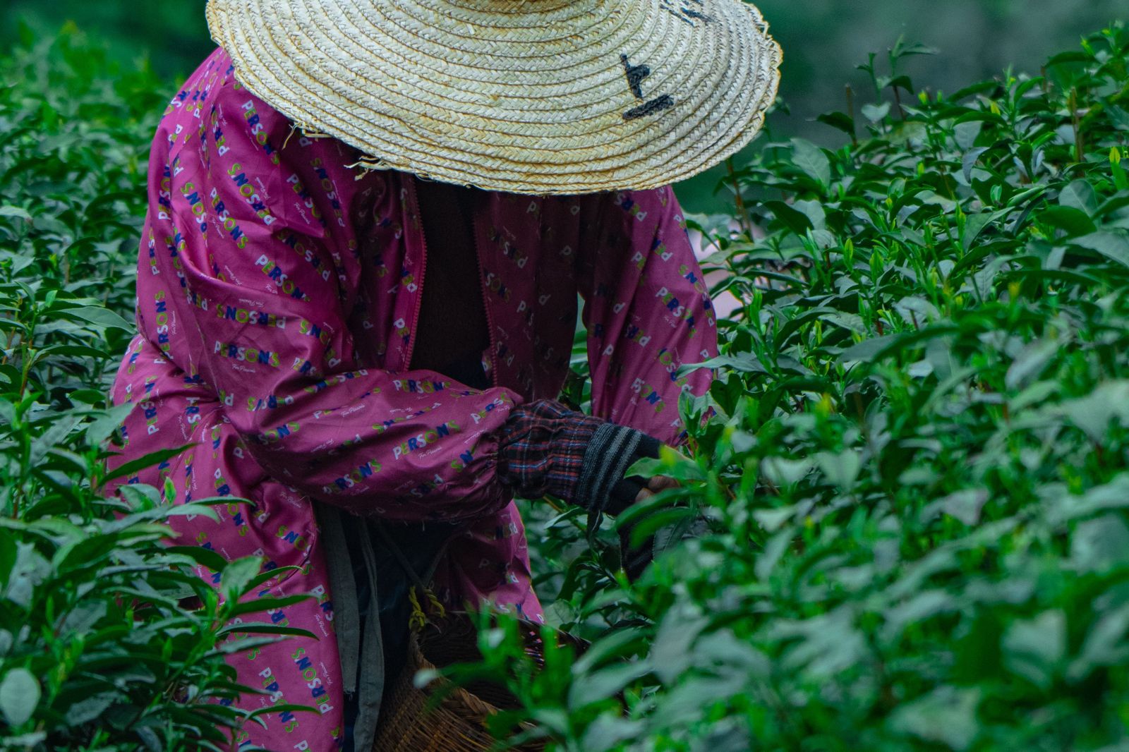 公司欠薪283萬竟拿自家茶葉抵!主管苦等一年半討嘸錢 老闆喊「簽過協議」1原因仍敗訴
