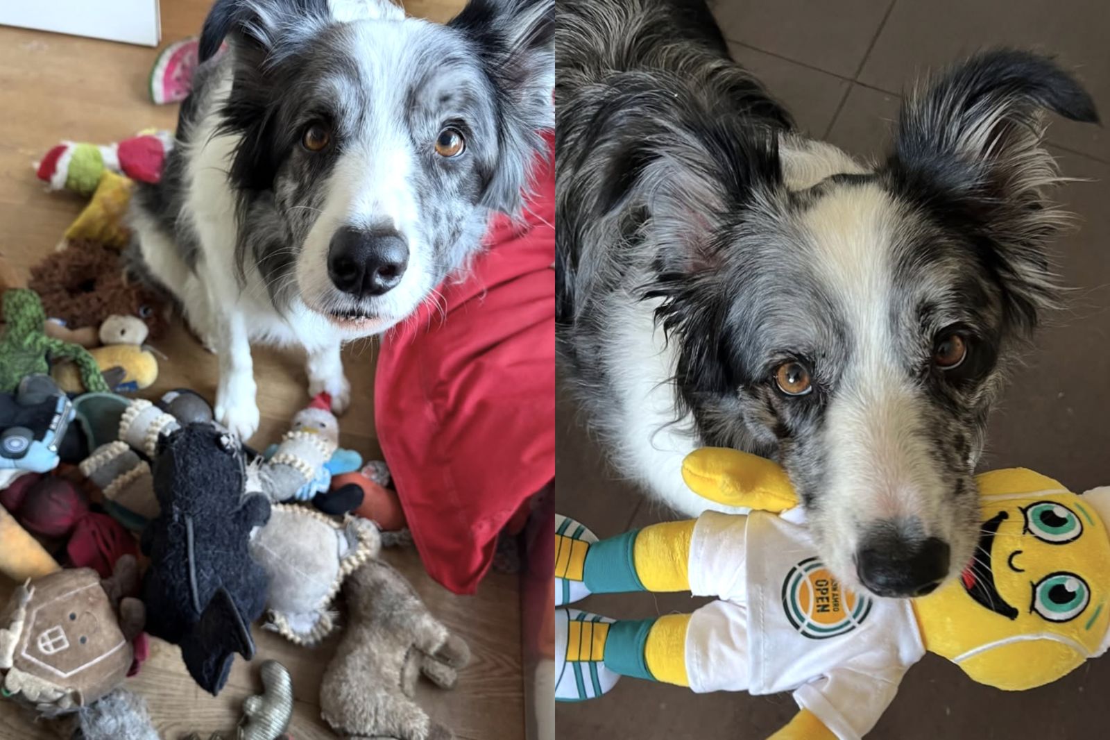 天才狗狗!邊牧哈維「能辨識221個玩具名稱」 被納入與人溝通研究計畫