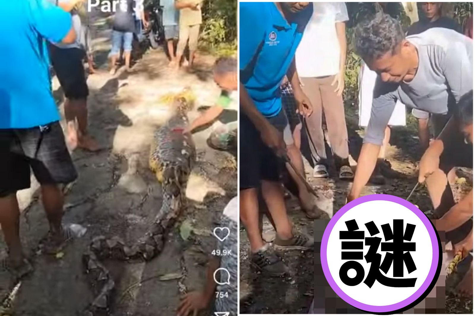 男餵雞慘被大蟒蛇活吞慘死　震撼影片曝光