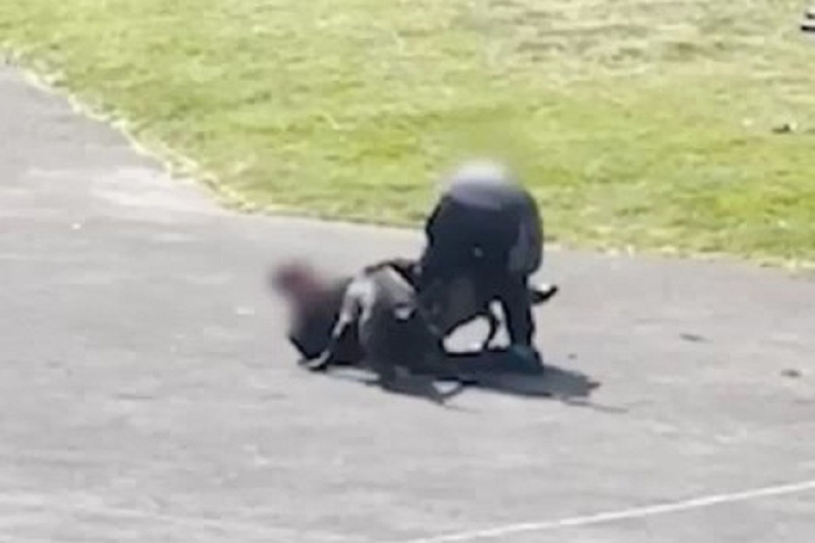 41J肉聲／驚悚！2鬥牛犬互相傷害　反變撕咬主人致重傷