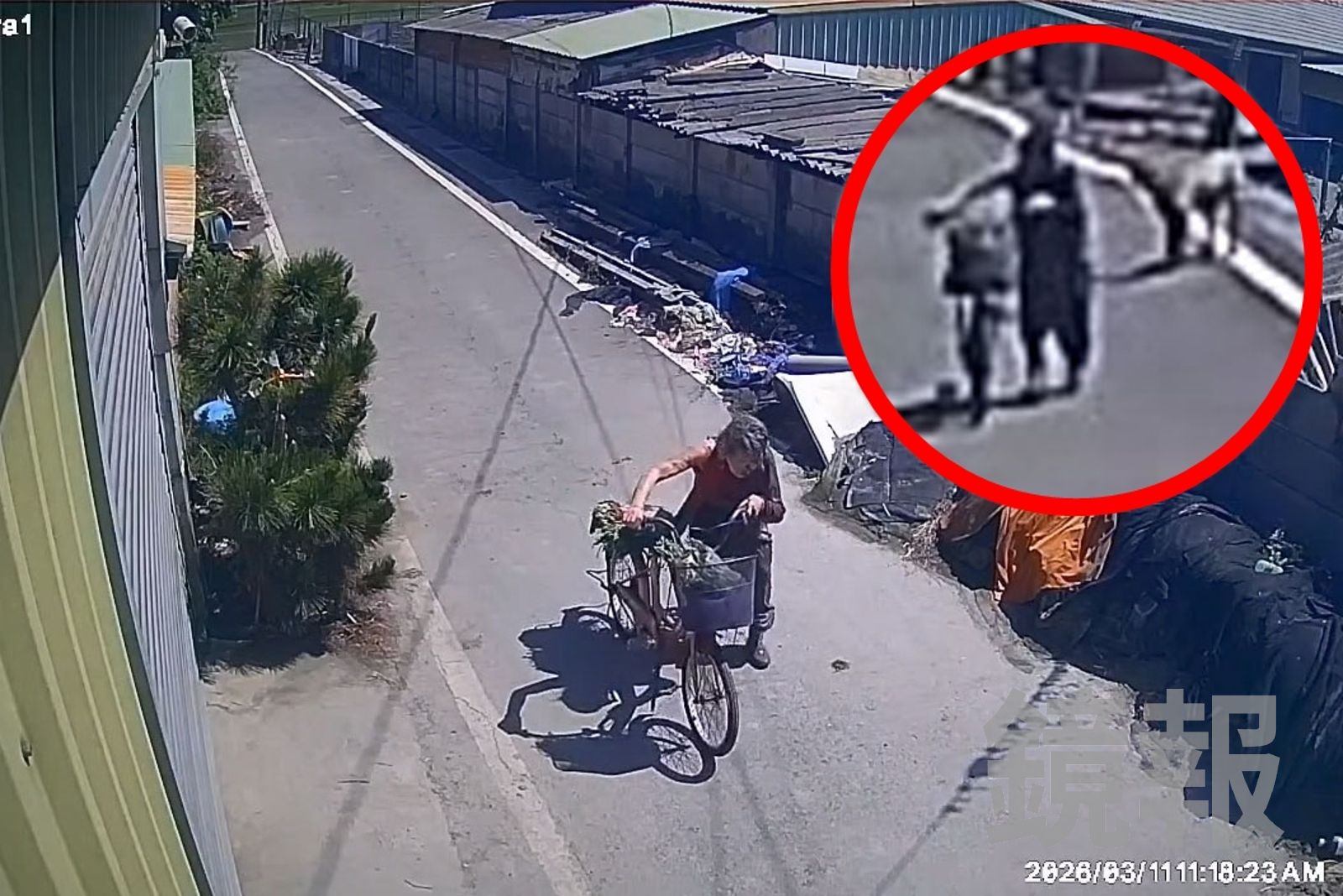 彰化8旬婦遭咬傷縫合200針！兇手不是流浪犬　家屬怒控：家犬咬人