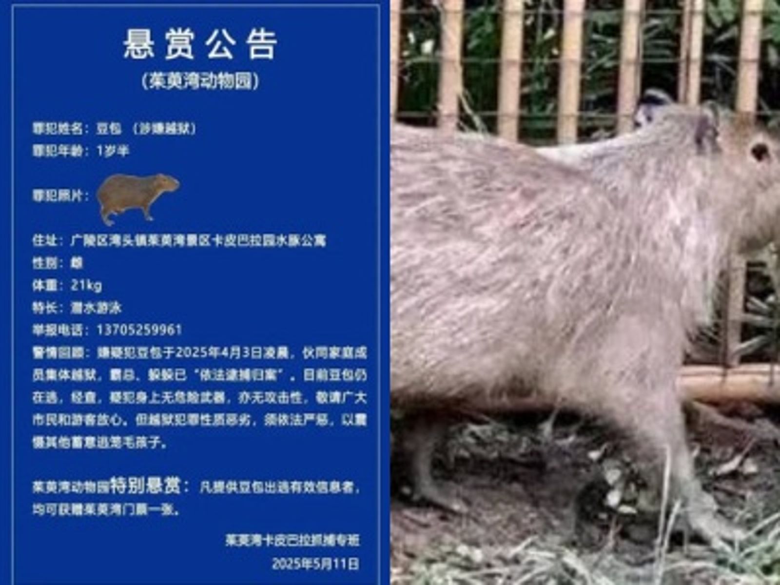 水豚君集體越獄!「豆包」出走2個月才回家 懸賞令曝光