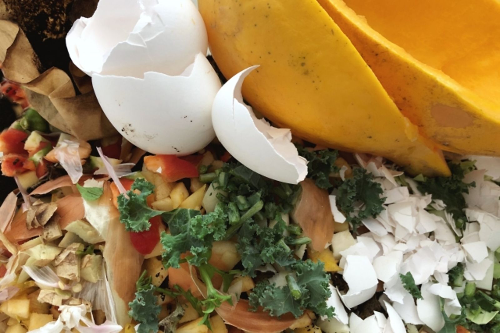 台中28頭豬全賣光!衛生局長揭自保2關鍵 家戶、業者廚餘處理方式一覽