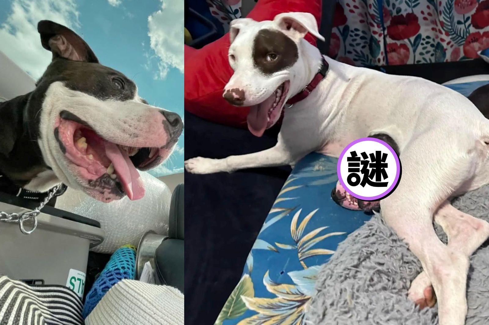 白狗肚子長「巨大嘴巴」嚇壞!網憂患怪病 主人吐7年真相