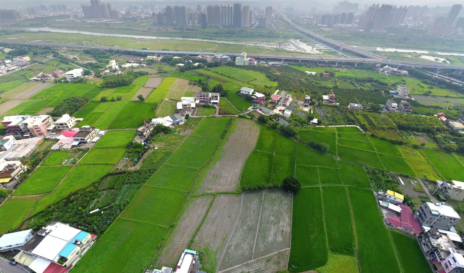 新竹九甲埔稻米驚傳有毒！未列管區也爆「土地汞超標」…大批已收割→繳公糧