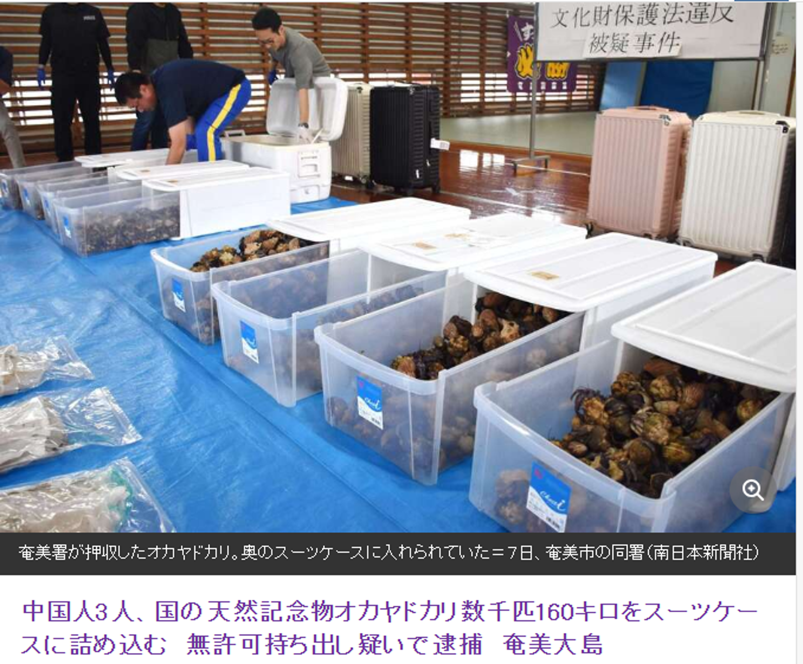 警方表示，3人共持有160公斤陸寄居蟹，並分裝在6個箱子裡。圖／翻攝自《南日本新聞社》