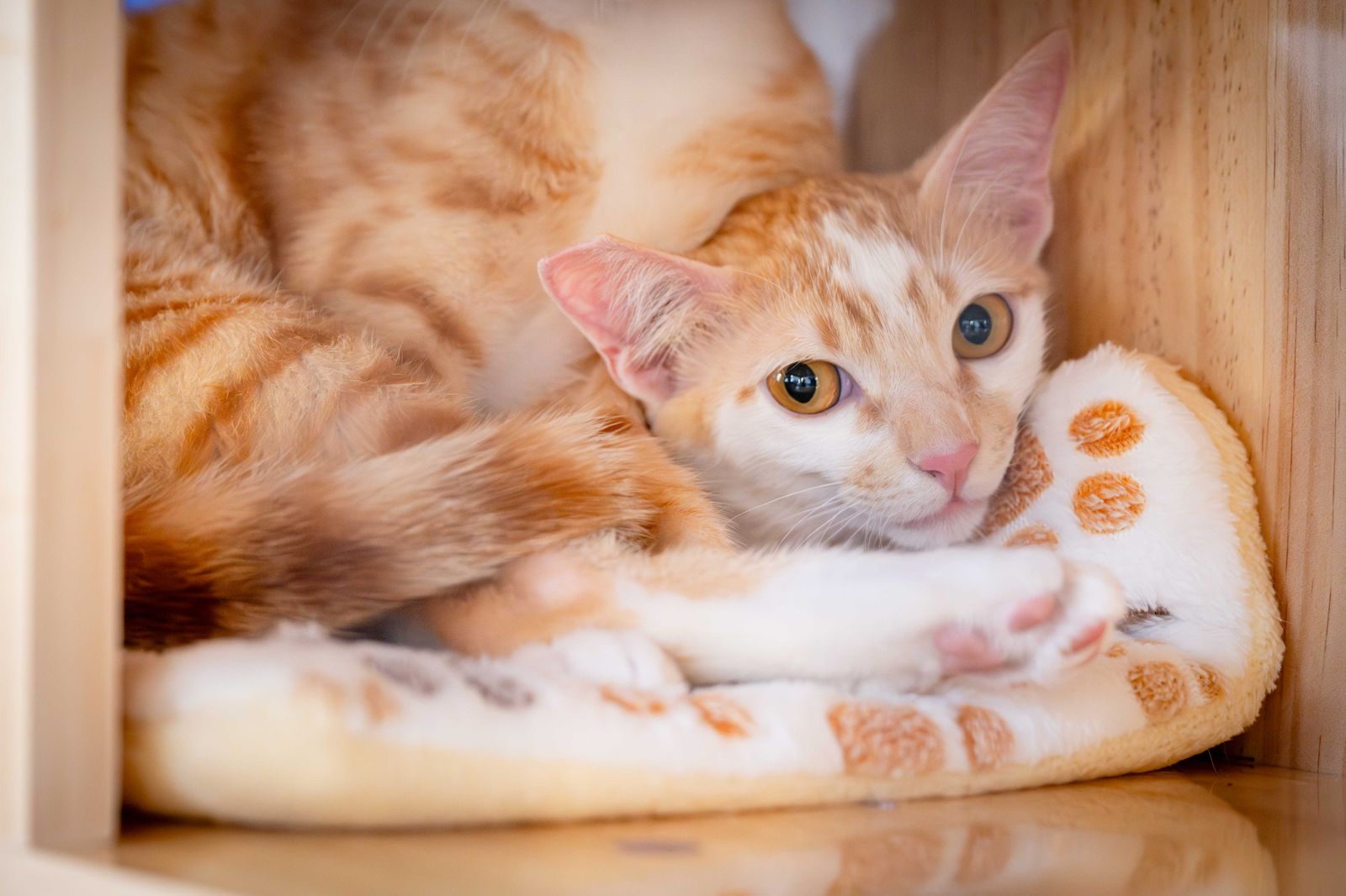 可愛爆擊！喵星人求認養　美女議員服務處設認養小棧