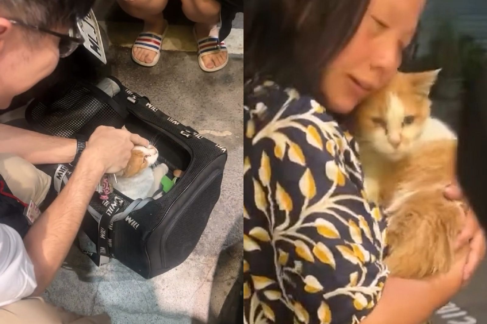 16歲「人瑞」店貓找到了!驚魂39小時躲車底被發現 偷貓賊辯「跟我的貓很像」