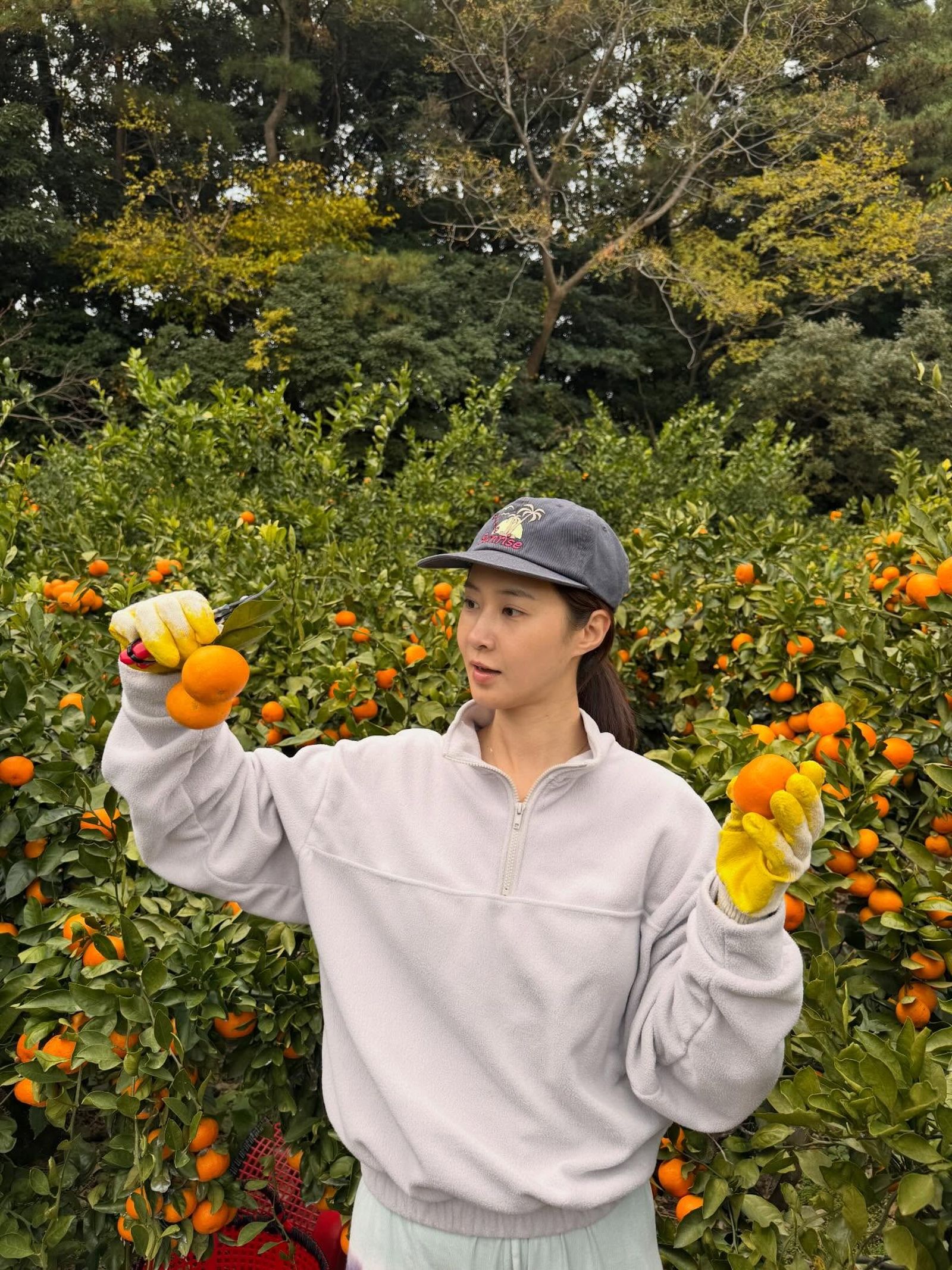 俞利親自採摘橘子,很融入當地生活。翻攝IG@yulyulk