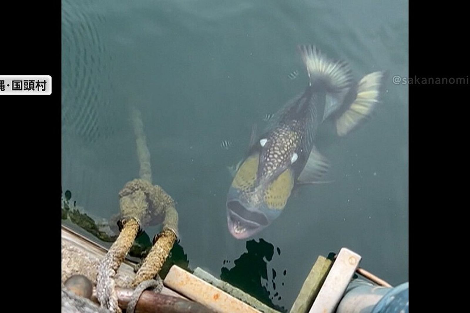 沖繩人超怕這種怪魚!比鯊魚更凶殘 咬死人不償命