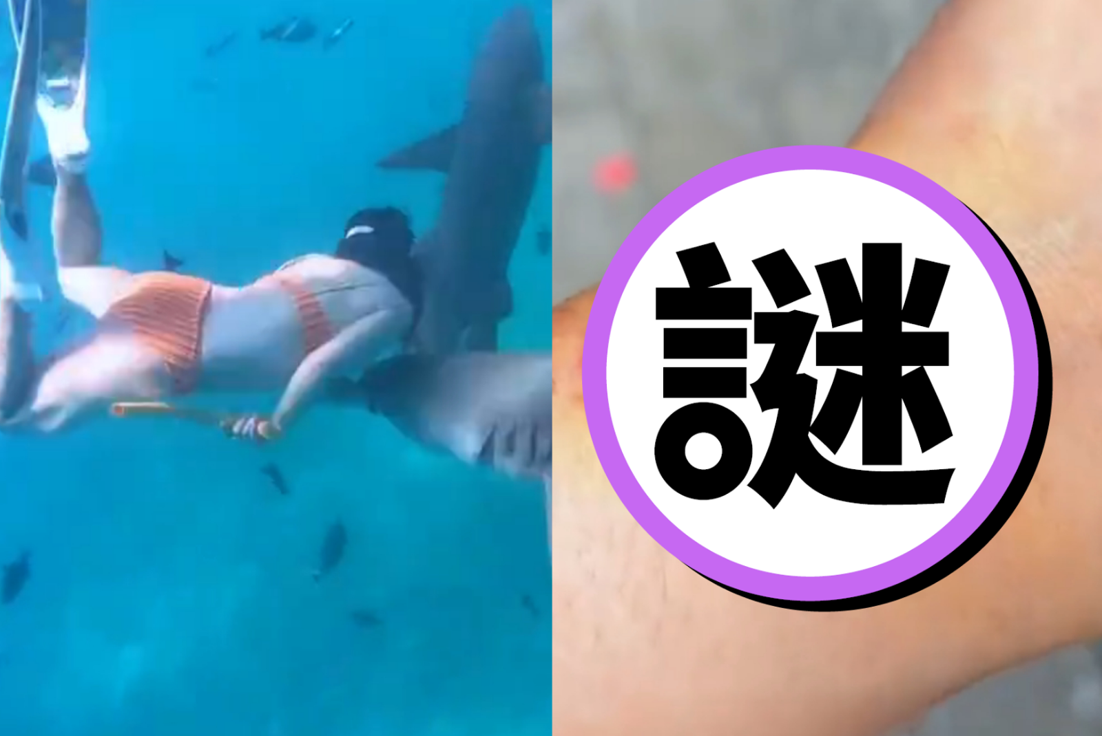 為了拍網美照玩命！中國女生理期仍下水「與鯊魚共舞」遭咬出大洞