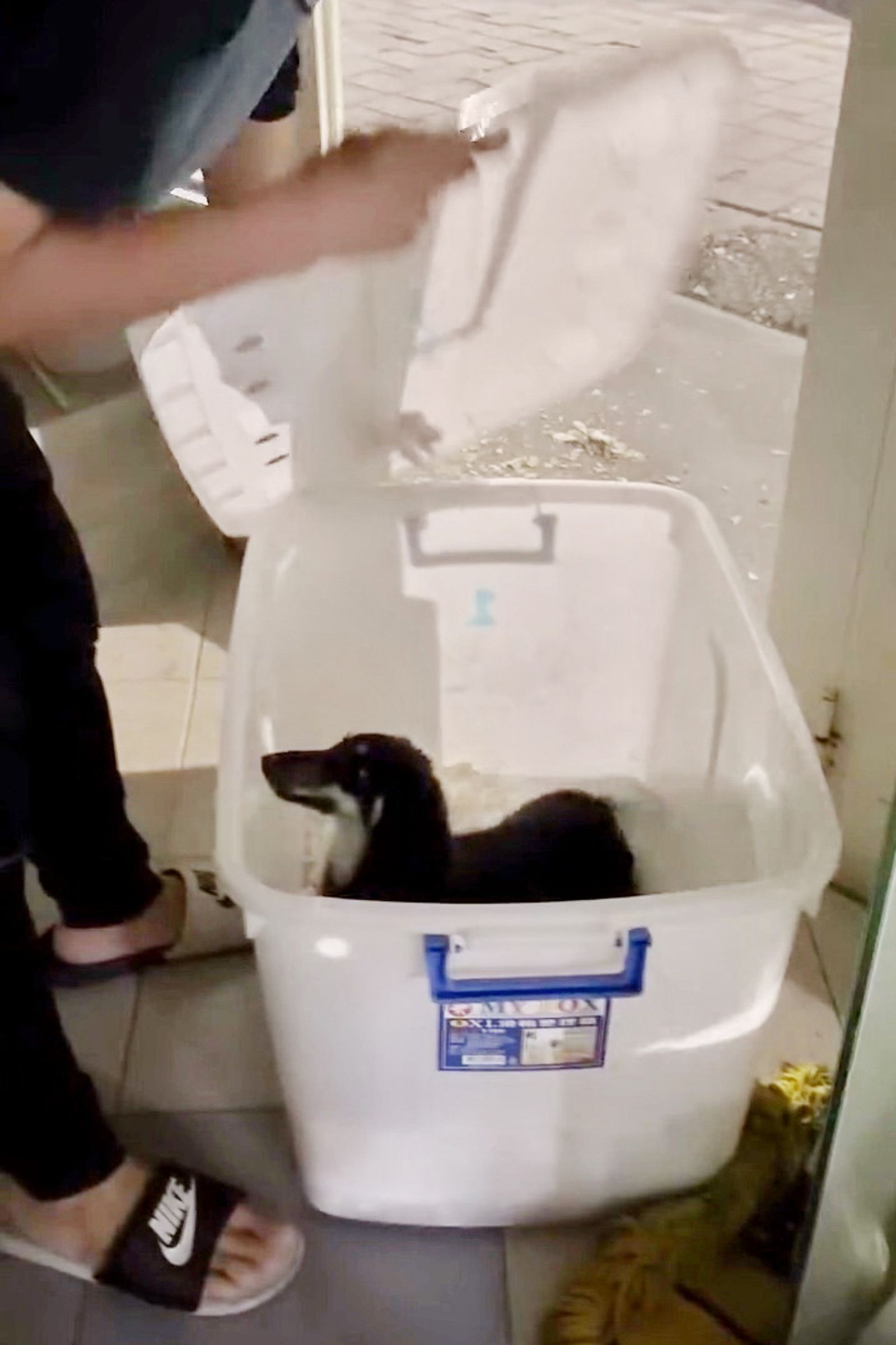 寵物店員連夜趕回店裡打開收納箱，受困多時的幼犬才得以脫困。畫面翻攝 threads popopo_ki