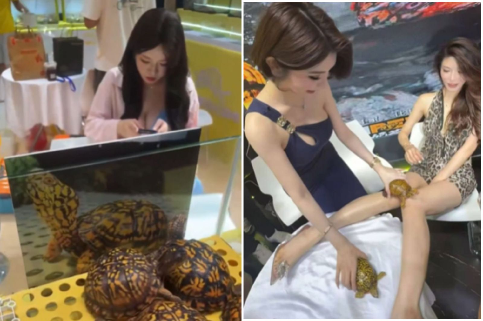 烏龜展還是成人展？正妹大尺度表演惹議　網喊「想當那隻龜」