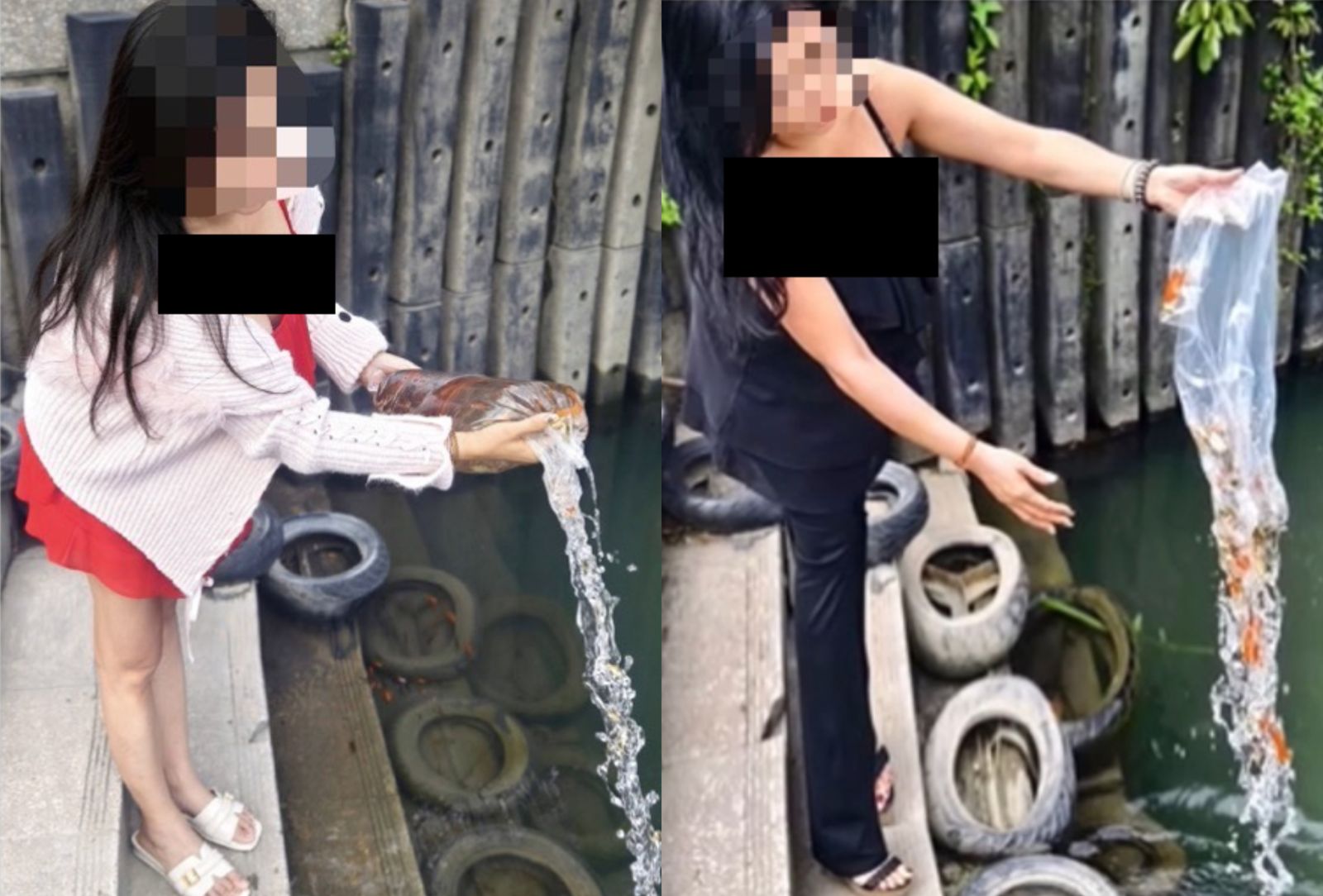 媽媽手術失敗!她水族館狂買百隻金魚「倒碧潭放生」:第7次祈福