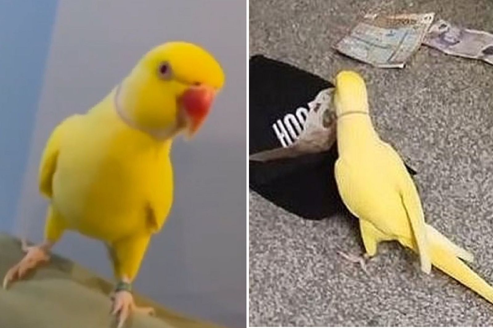 鸚鵡變藥頭狂說毒品術語　成破案關鍵！警方抓獲販毒集團