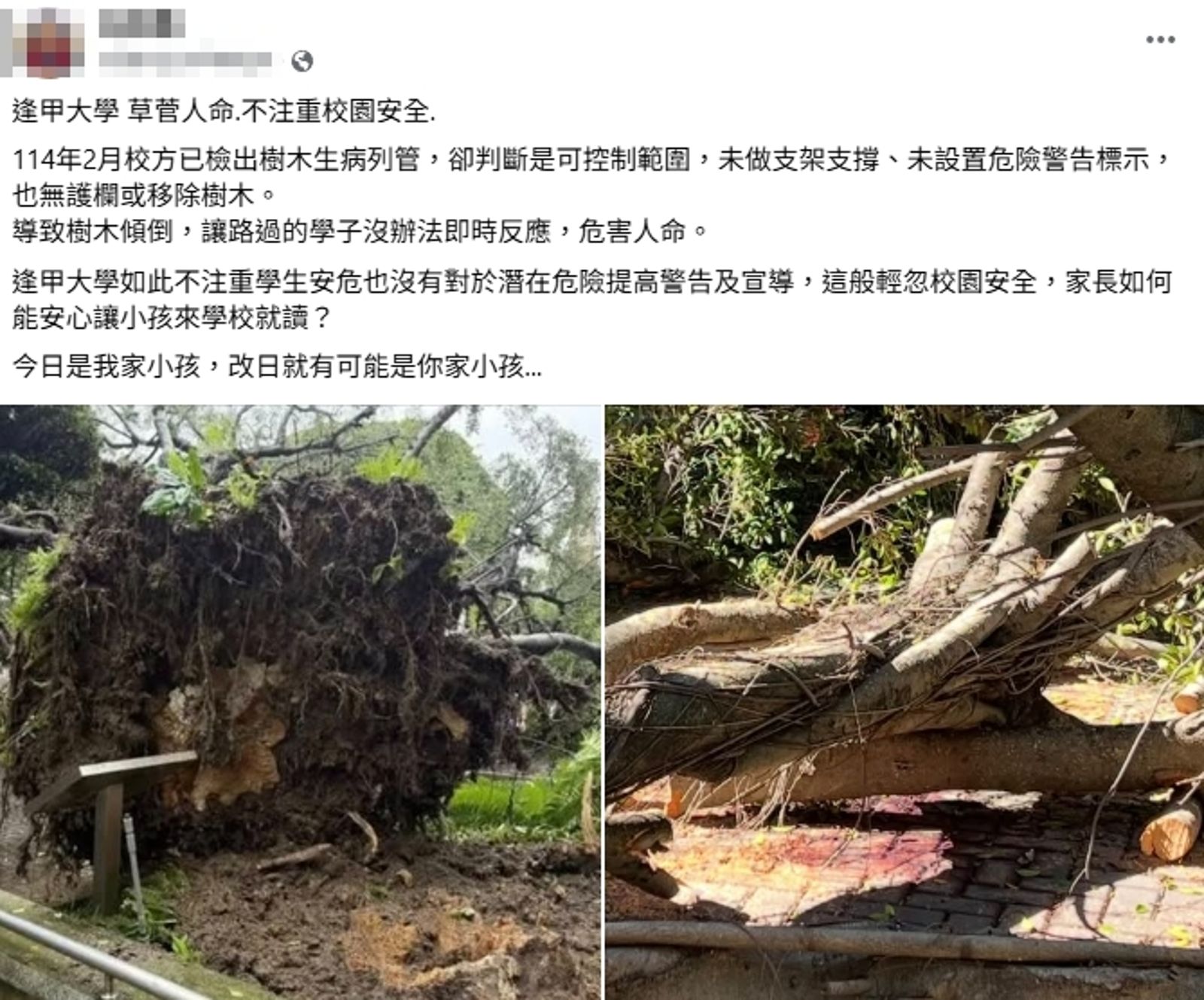 逢甲大學今年6月曾發生校內大樹倒塌壓死學生的意外。圖/翻攝自當事人FB