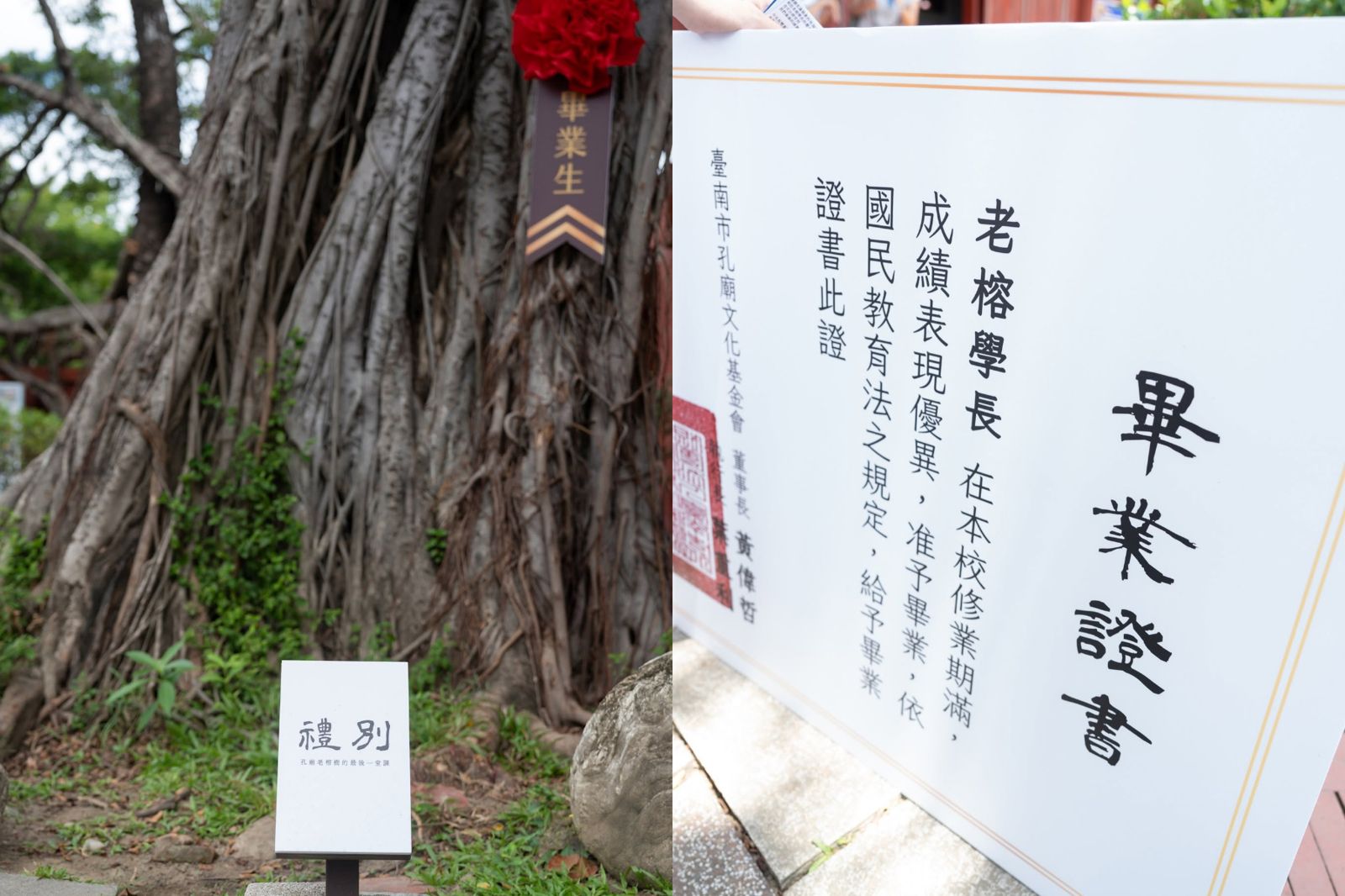 台南的樹比較有尊嚴?矢板明夫轟松菸受保護老樹遭砍:北市府管理一團亂