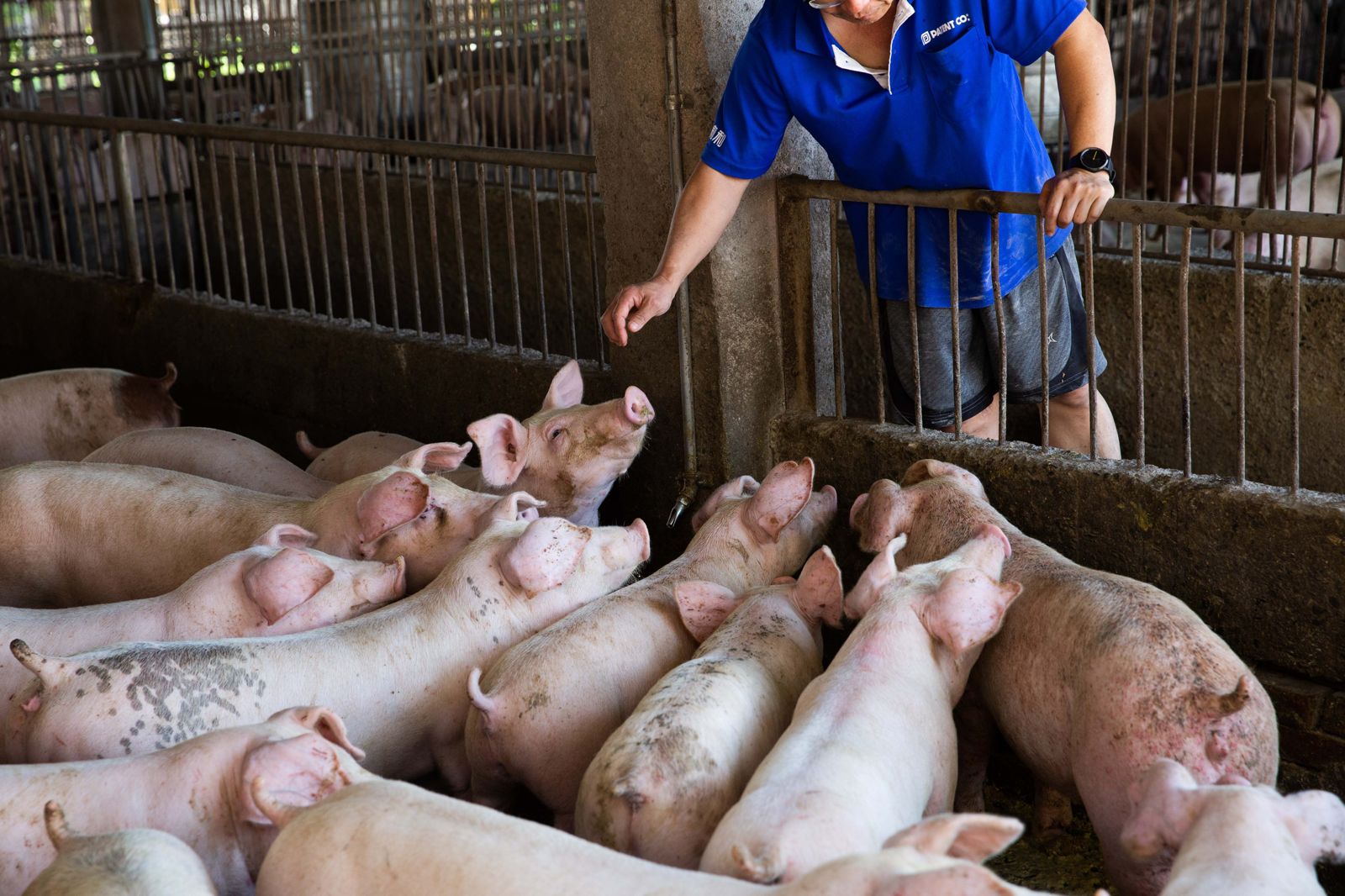 不只台灣！美日韓歐盟都有廚餘養豬　農業部：暫未考慮全面禁止