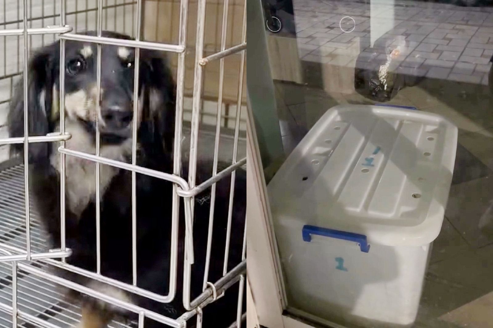 打烊後幼犬被塞進收納箱慘哀號　台中連鎖寵物店被轟虐狗引眾怒