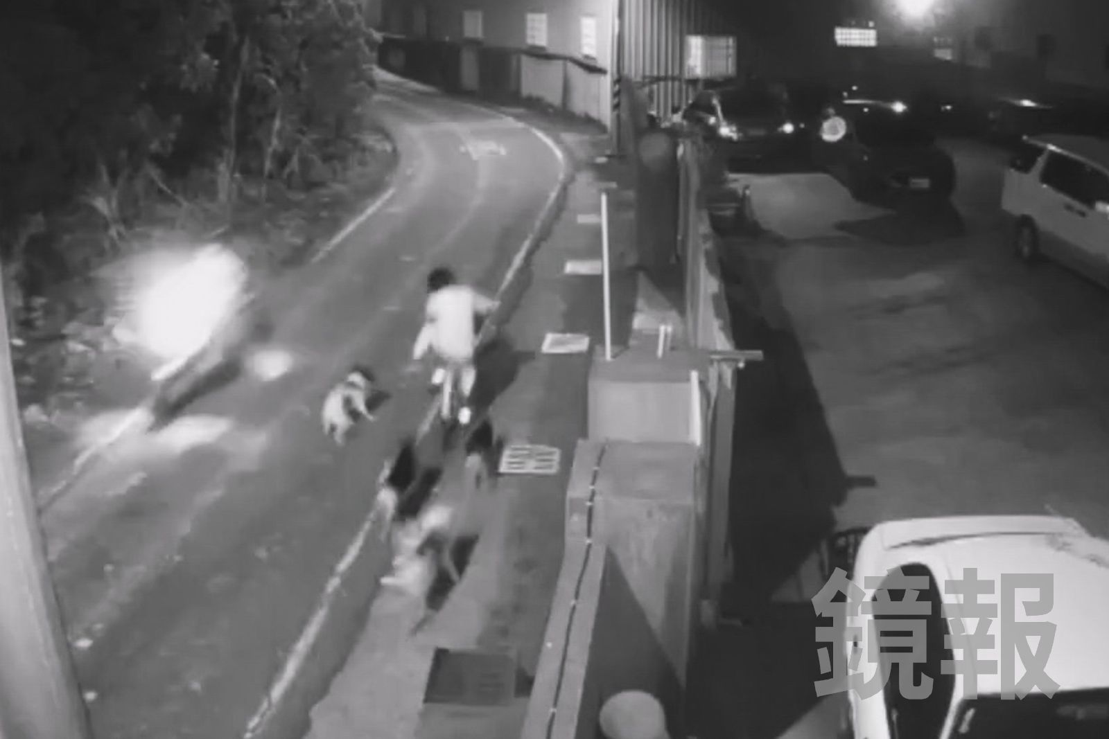 彰化和美驚傳「狗群大軍」霸路追咬路人　14犬無人顧...背後原因藏洋蔥