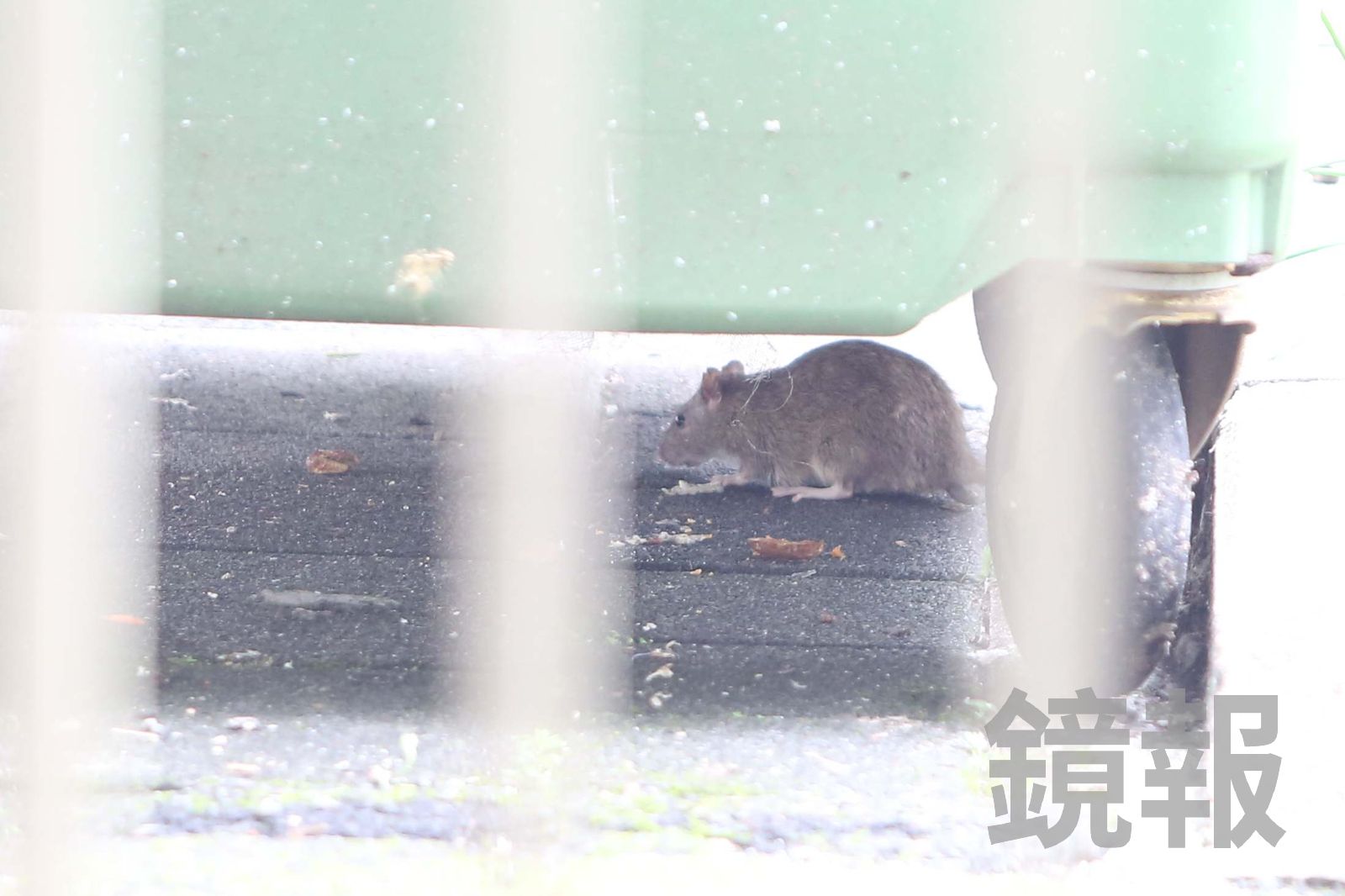 台北大滅鼠開始!蔣萬安動員500人「12區大清消」時間曝…發現死鼠「這樣做」避免染病