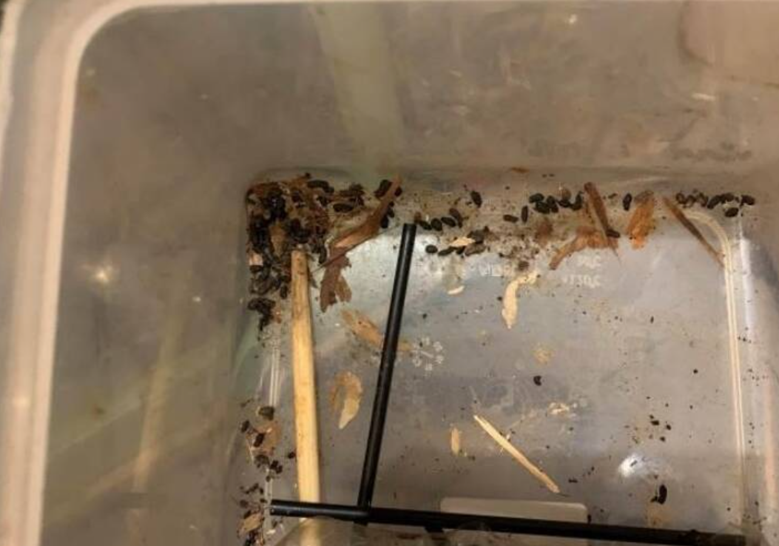 有勞贖？東區甜甜圈名店遭爆「濃濃米奇味」　1日員工誹謗慘賠70萬