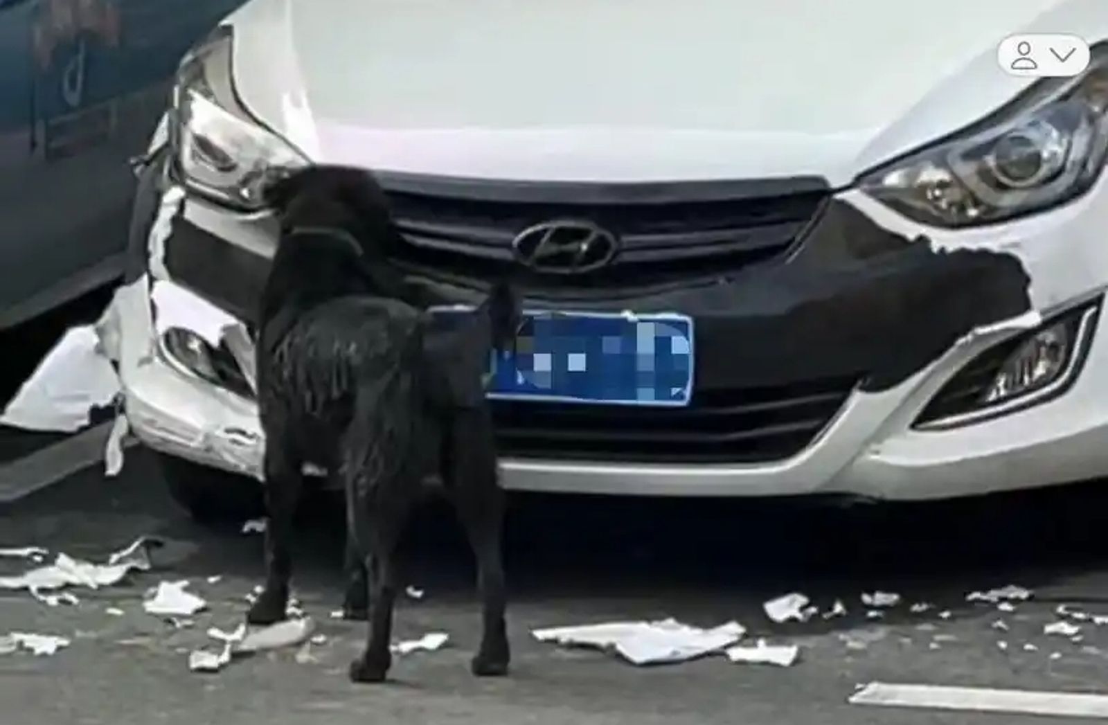 她睡覺一半接電話「妳的車被狗啃碎了」　衝現場驚見超悽慘一幕